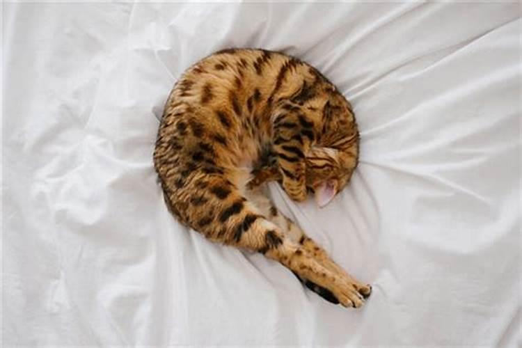 女人梦到猫死了预示着什么