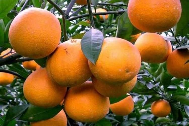 属马人2025年每月运势运程每月