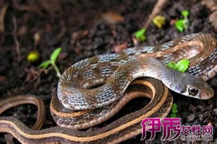 女人梦见死蛇有什么预兆(什么意思)