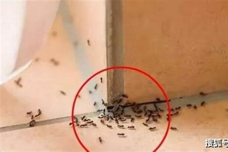 家里蚂蚁多有什么兆头是吉兆还是凶兆