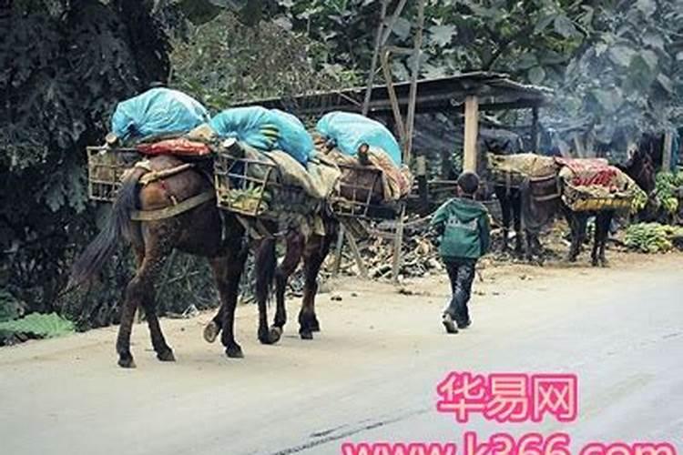 梦见马驼东西的预兆