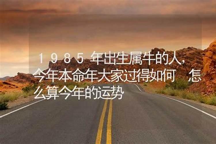 生肖牛1985年2025年运势如何 生肖牛1985年2025年全年运势