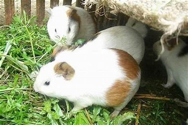 鼠与鼠婚姻属相相配吗？两个人在一起会怎么样