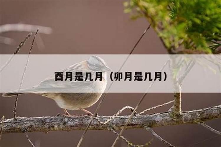 酉月是几月
