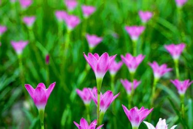梦见兰花开花的预兆