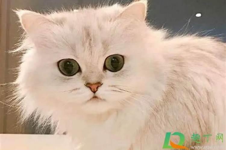 儿童梦见黑猫是什么意思？