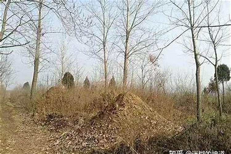 2025年寒食节是哪一天