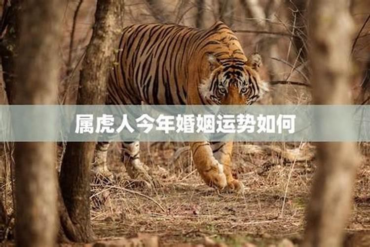 74年属虎女2024年婚姻运势