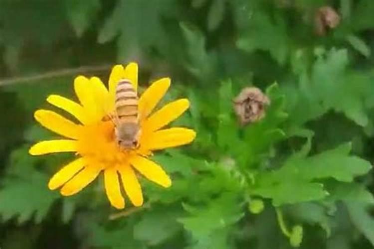 八字看桃花煞,桃花煞的八字是什么样子的？