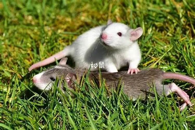 梦见可以入职工作的预兆