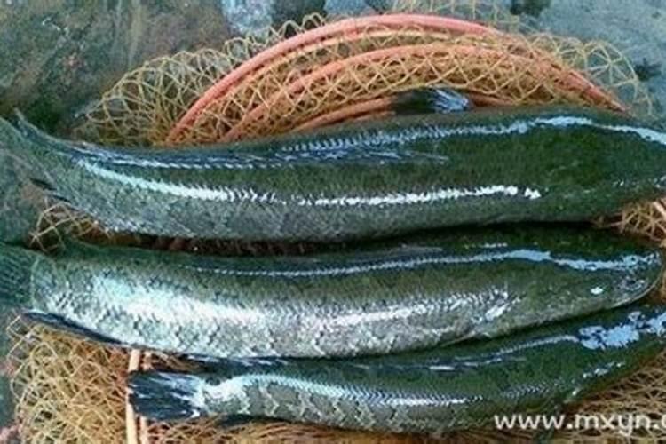 为什么属鸡的人年年犯太岁 属鸡犯太岁有哪些年份