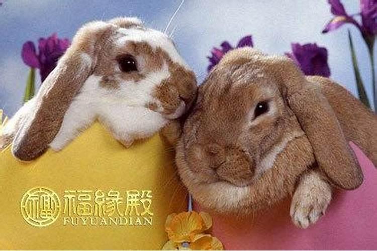 属猴男的和属兔女的结婚合适好不好 属兔的和属猴的婚姻相配吗