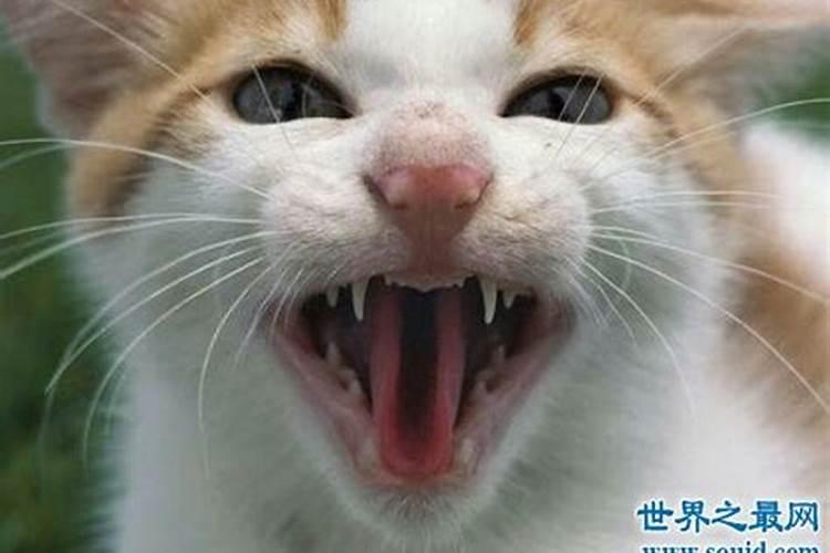 梦见猫咬自己的小腿什么意思