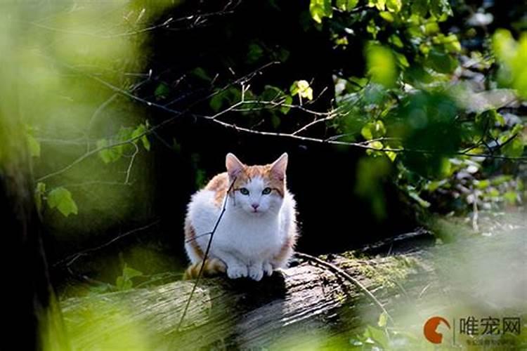 被陌生猫亲近什么预兆猫咪为什么亲近陌生人