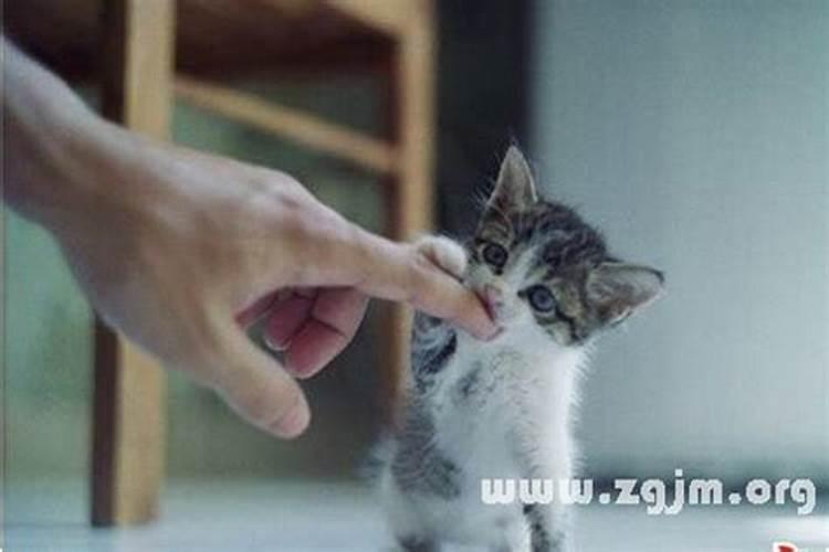 做梦梦到被猫咬是什么意思 做梦梦到被猫咬预兆什么