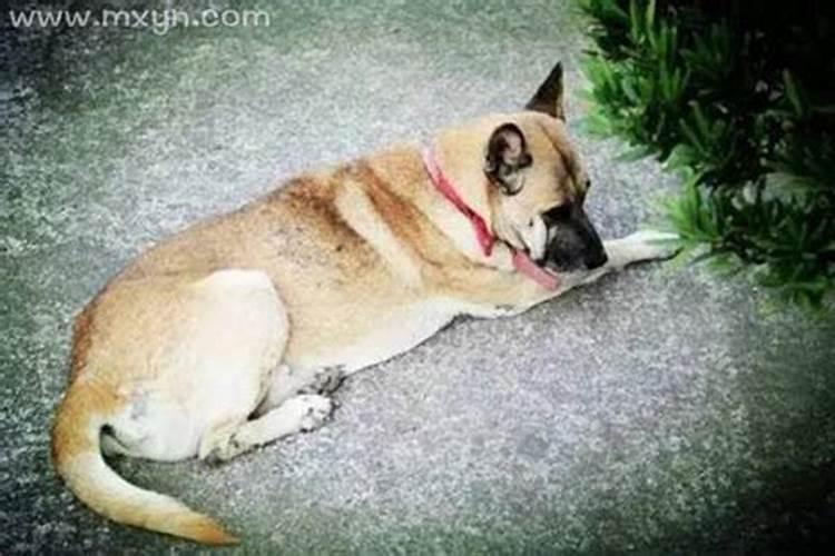 梦见死掉的长辈复活