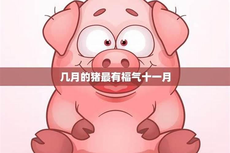 1995年几月猪命苦 1995年属猪人几月出生最不好