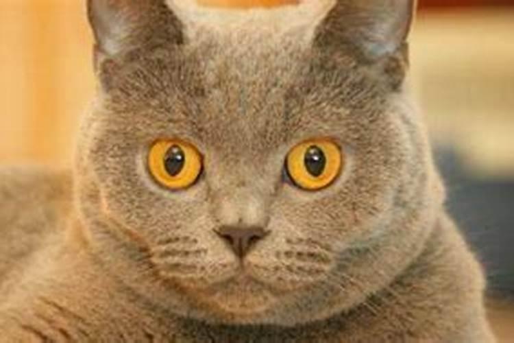 梦到被猫抓伤是什么兆头