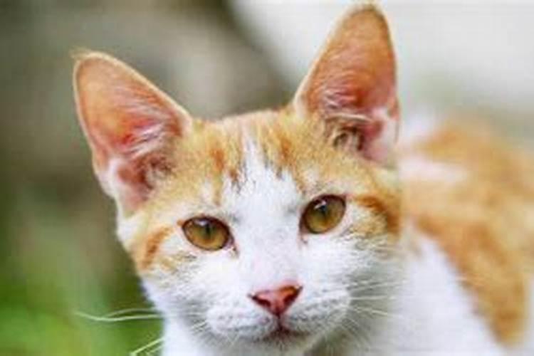 梦见自己被猫抓伤的预兆