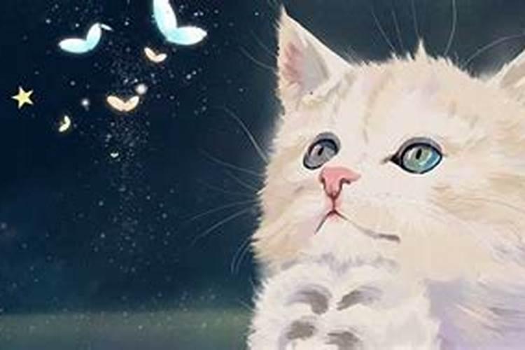 梦见杀了很多猫的预兆
