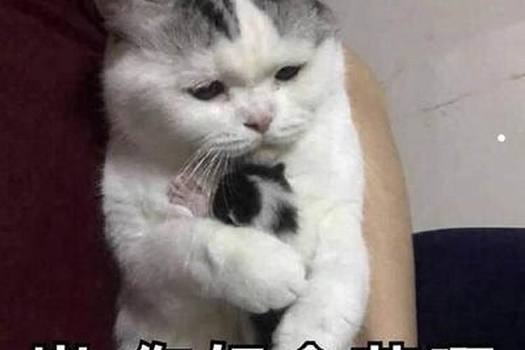 梦见把猫杀了的预兆