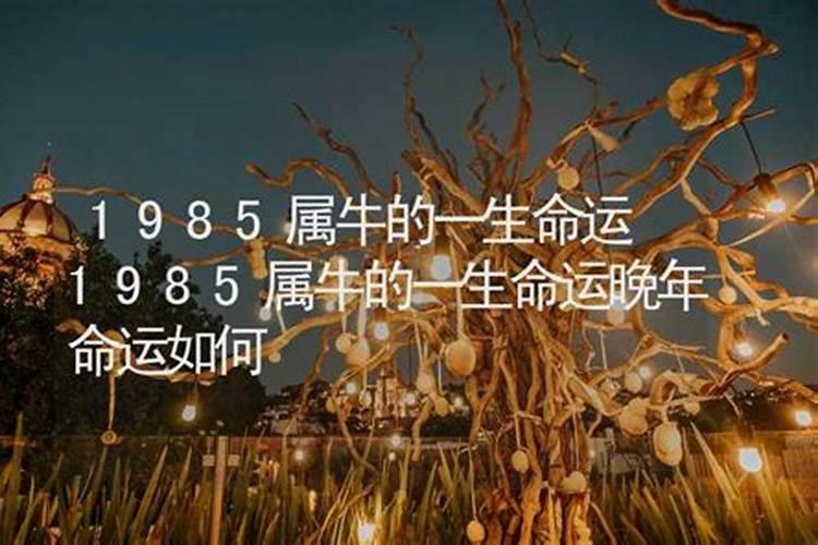 1985属牛人一生的运势如何 1985年出世的属牛人有数次劫难？