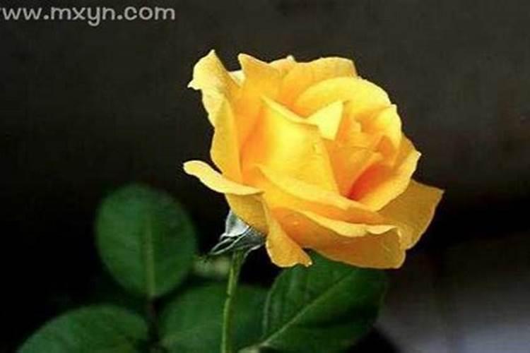梦到别人送我花是什么预兆？