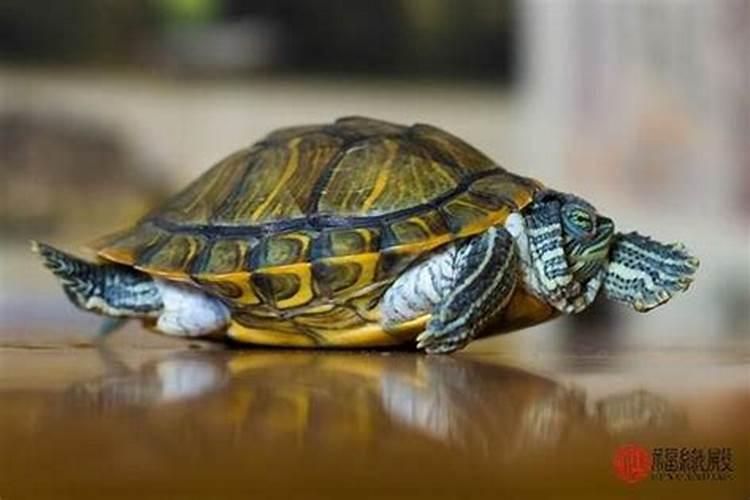 梦见捡到乌龟是什么意思？
