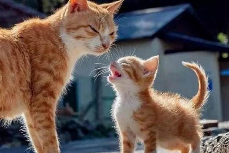 梦到猫生了一窝小猫 梦到猫生了一窝小猫好不好