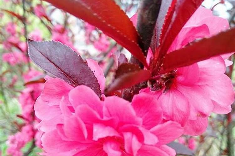 桃花红艳煞怎么化解