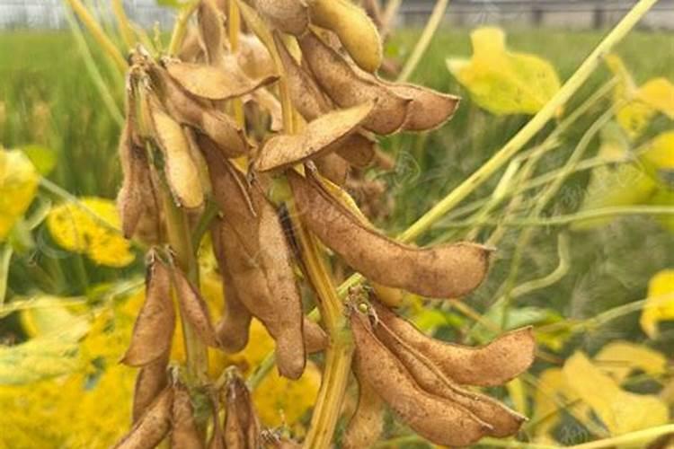 梦见收割成熟的黄豆是什么意思