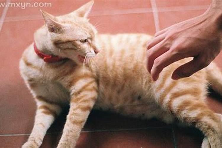 梦见猫扑狗咬的预兆