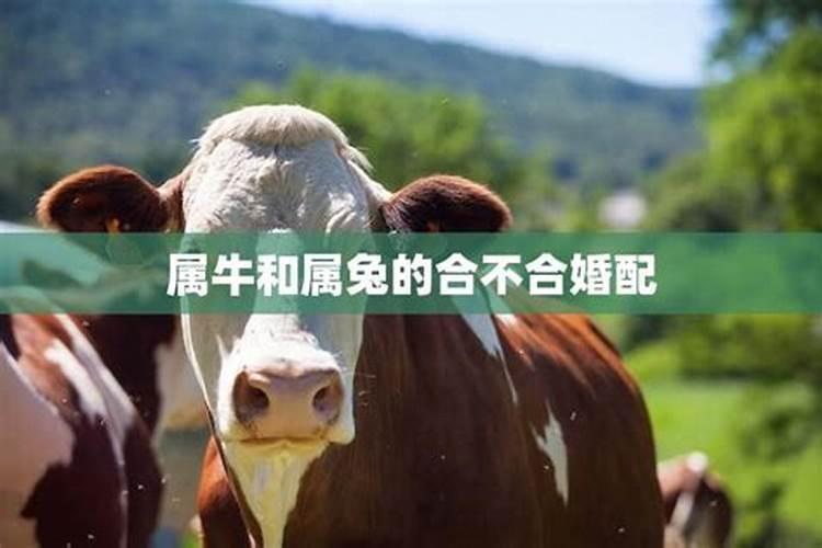 属牛和属兔的婚姻如何能走到最后吗