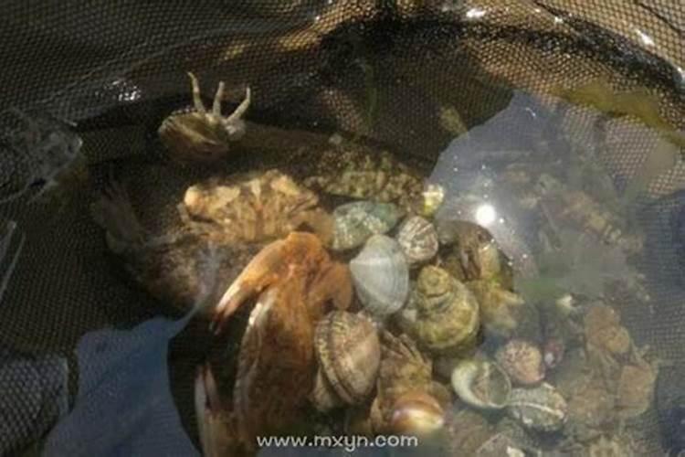 梦见抓螃蟹什么预兆