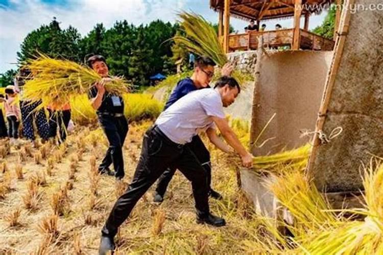 梦见和家人一同收稻谷