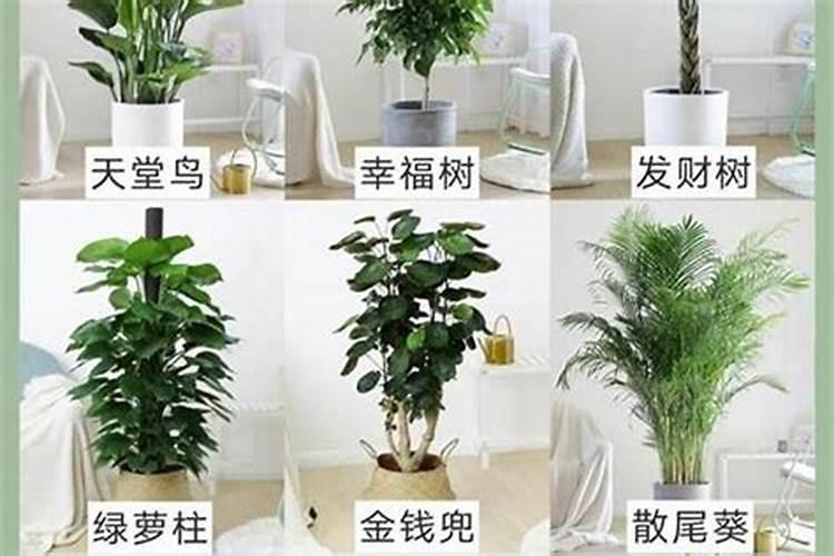 店铺门口放什么植物最旺