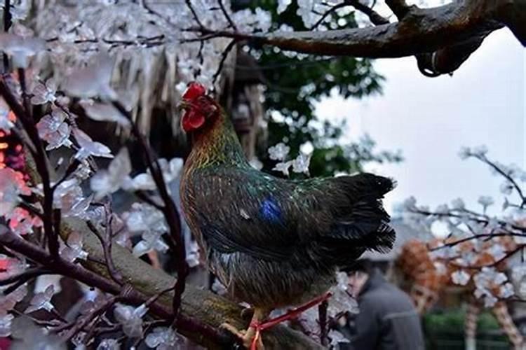 为什某 属鸡的生在 十月初一不好