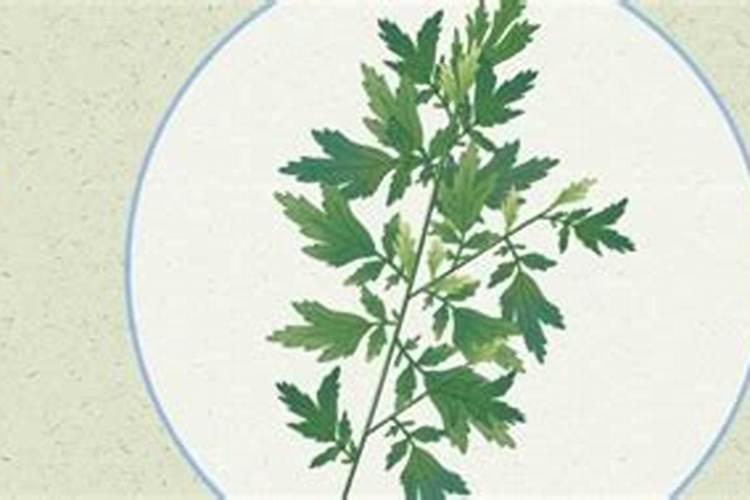 端午节插几颗艾子好