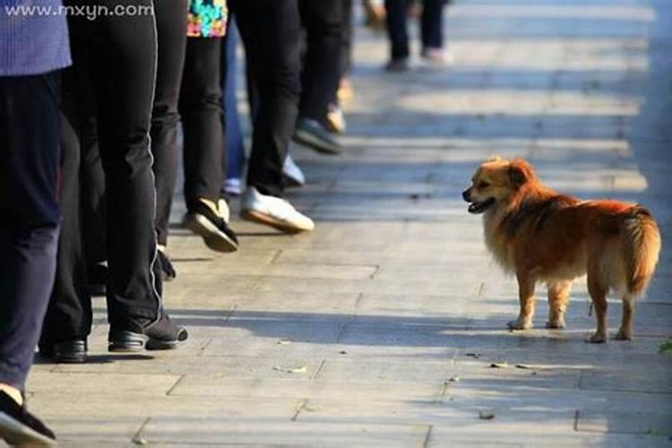 梦见狗跟着我是什么意思