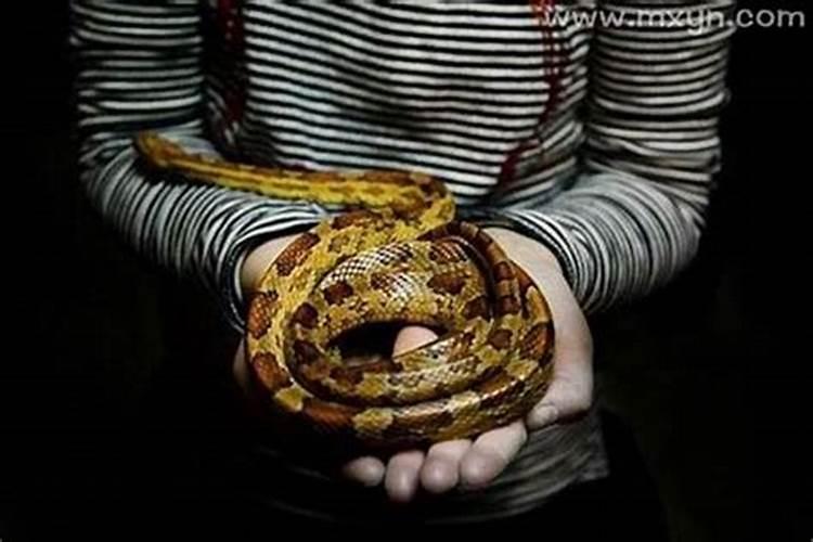 属羊今年运势2025年每月运势