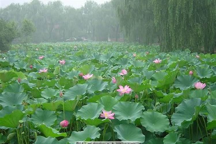 立夏节气习俗