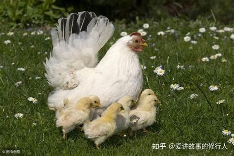 什么是合婚双份不可迁,什么属相相配、相克？