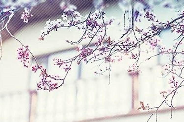 我属牛,八五农历四月初三生,问一下今年的运气咋样