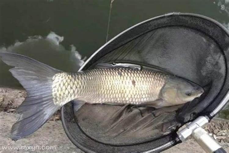 梦见狗的七大预兆