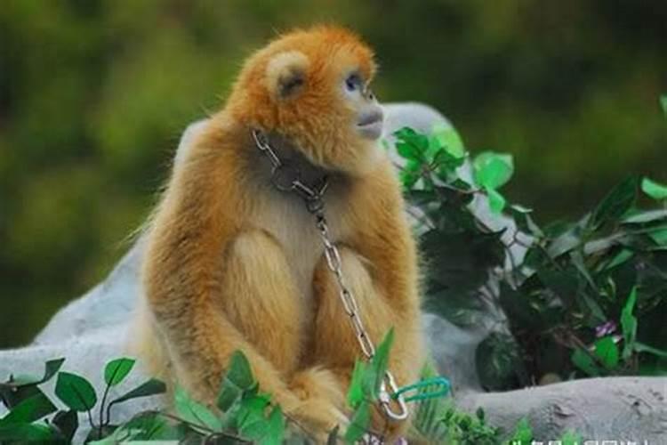 属猴与属马婚配属相合不合？猴马在一起长久吗