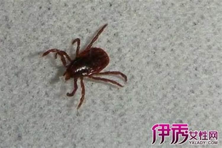 梦见死人头上很多虱子