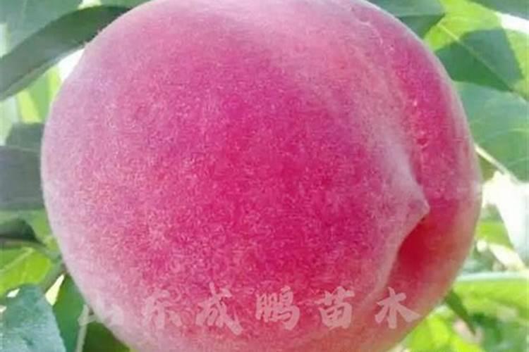 属猴犯太岁如何化解 犯太岁的四种化解方法