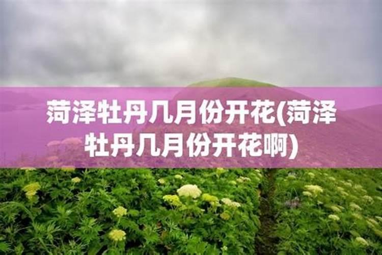 一年四季各种花的开放时间(十二个月花开的顺口溜)