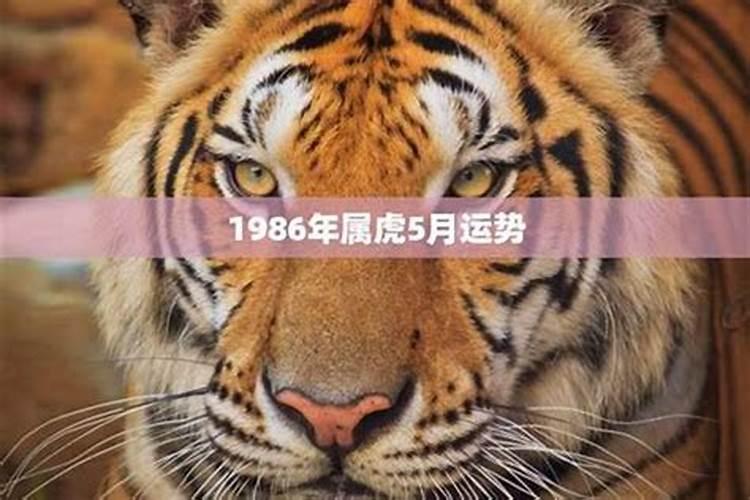 86年属虎2025运势
