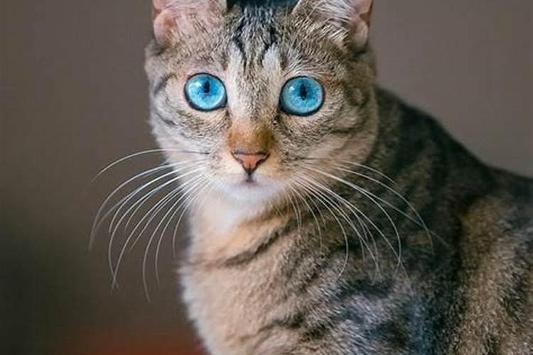 做梦梦见猫是什么意思周公解梦